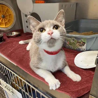 Little Grey