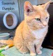 Savannah Pumpkin