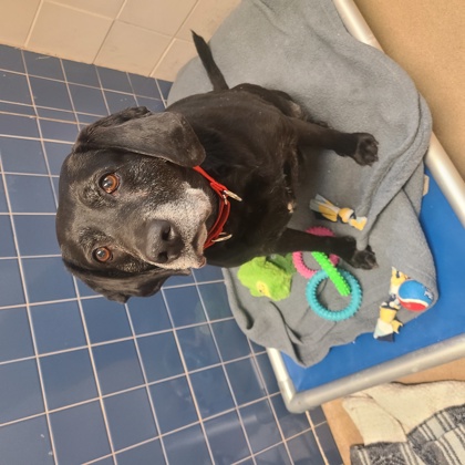 Bella - Required Couple!