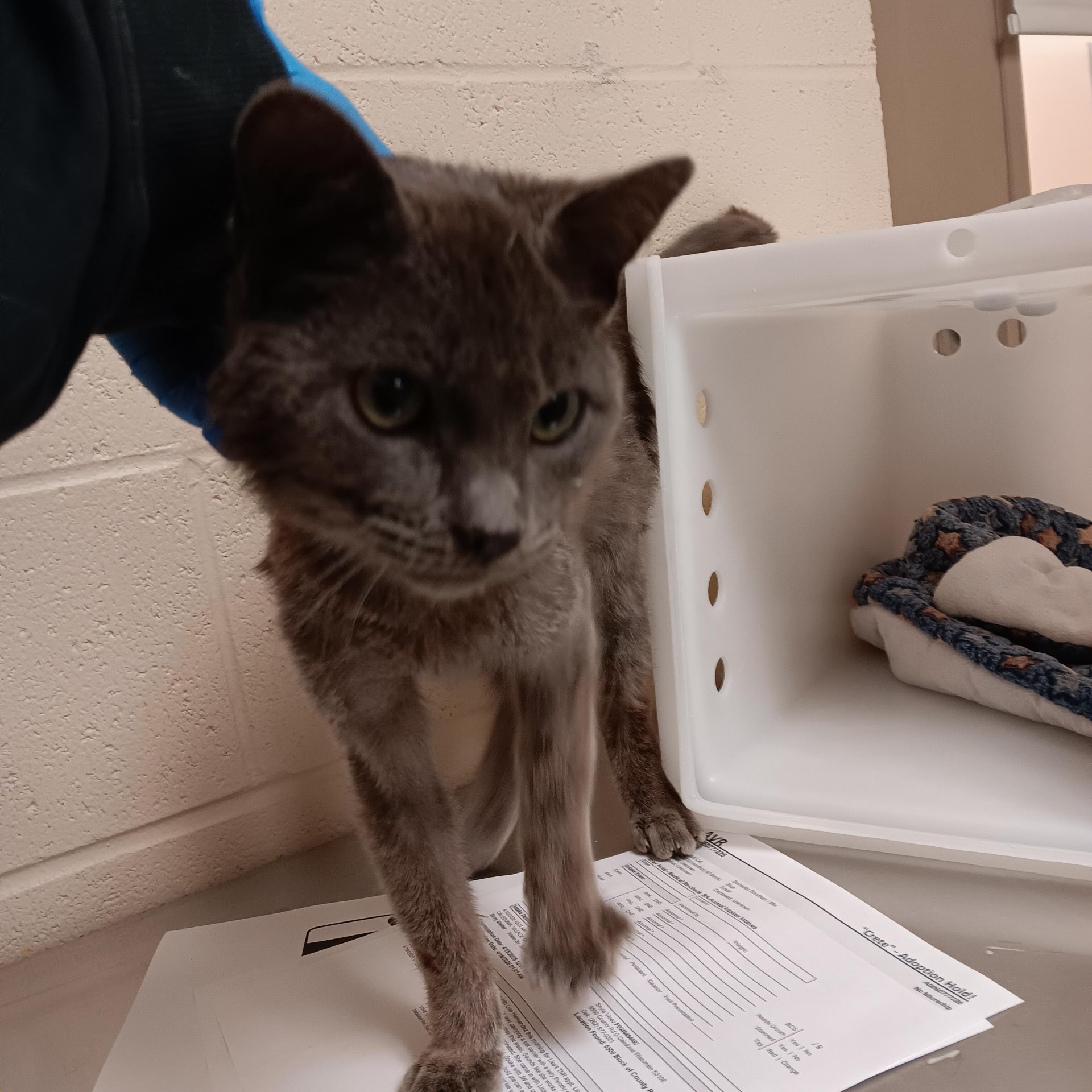 "Crete" - Adoption Hold!