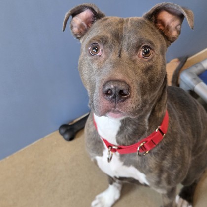 Bucky - Benchwarmer!