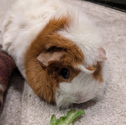 Bathilda - Required Pair!