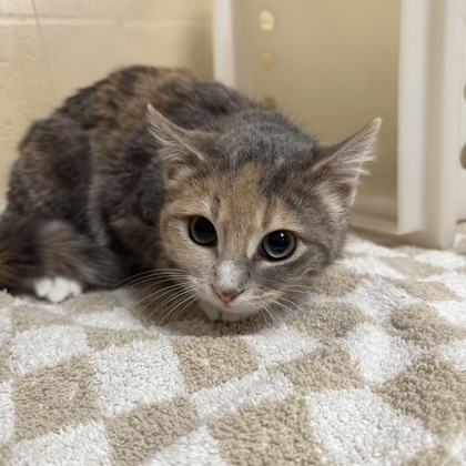 "Cookie" - Adoption Hold!