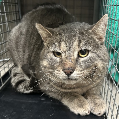 Scrunchlie - Working Cat!