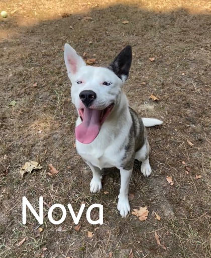 Nova