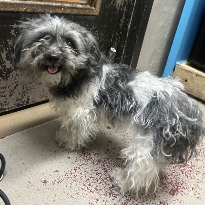 Oreo