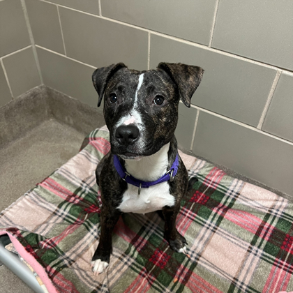 Beans - Staff Pick & Benchwarmer!