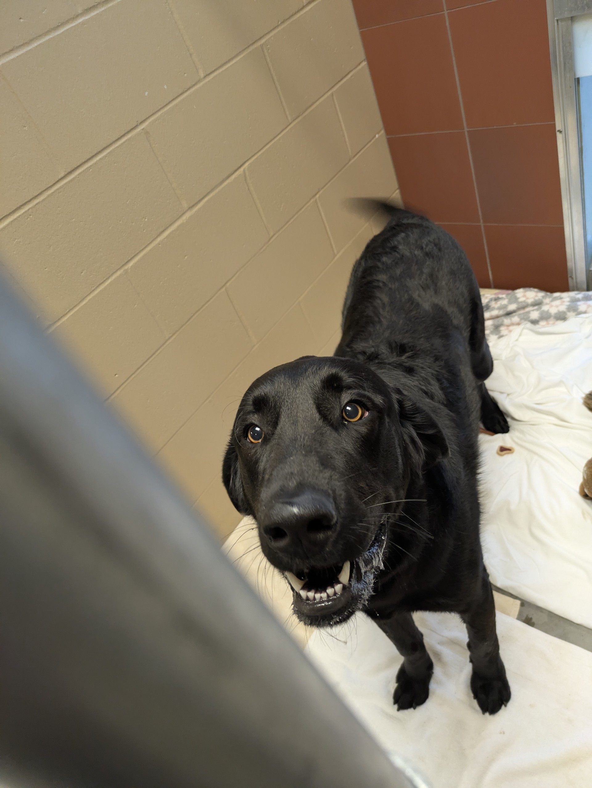 Buddy - Adoption Hold!