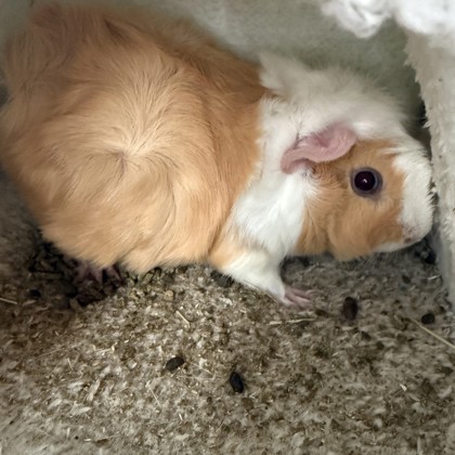 Big Mama