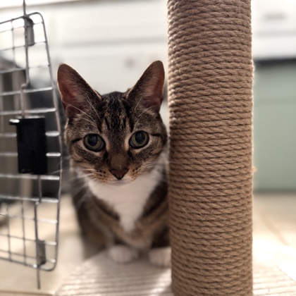 Boss - Required couple