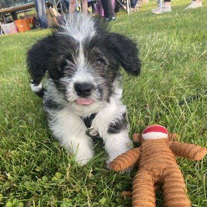 Roman - Available Wed. June 18 @ 11am
