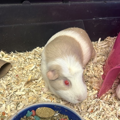 Patches - Required Pair