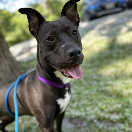 Luna - Benchwarmer!