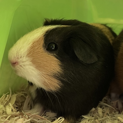 Brownie - Required Couple