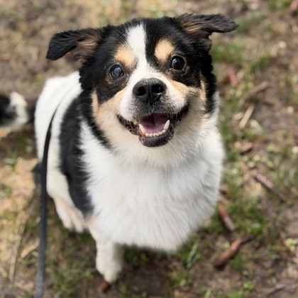 Oreo