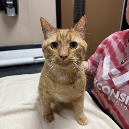 "Orange Dream Freez'r"