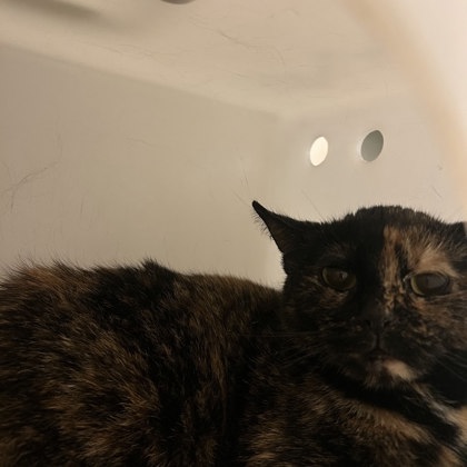 Abigail - Working Cat!