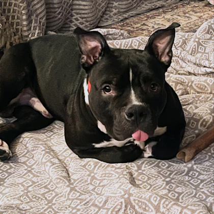 Savage - Benchwarmer!