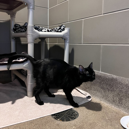 Domino