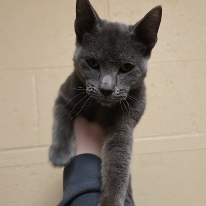 "Oscar" - Adoption Hold!