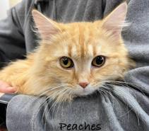 Peaches