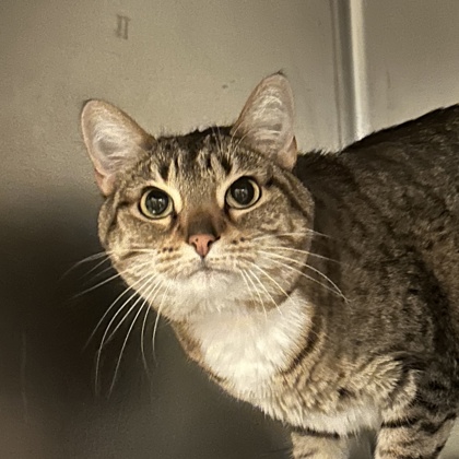 Penelope