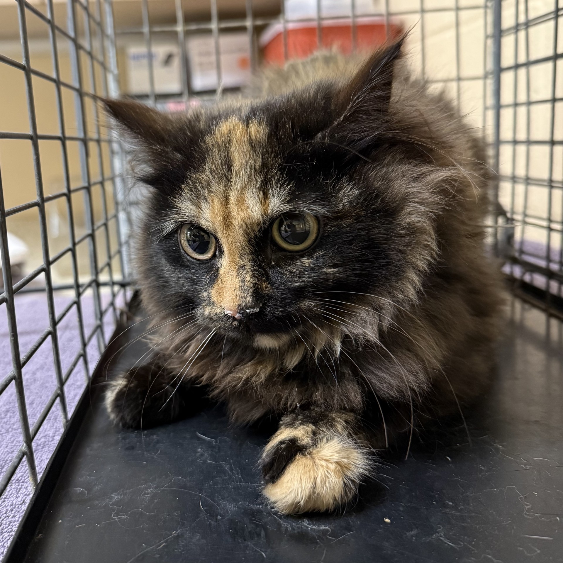 "Empress Snuggles Von Flufferton"