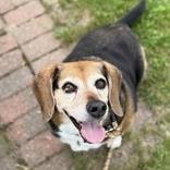 Cleo-Volunteer Pick!