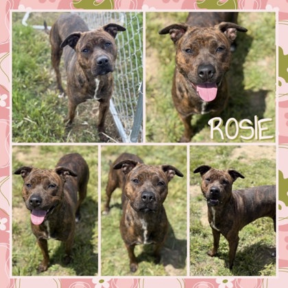 Rosie