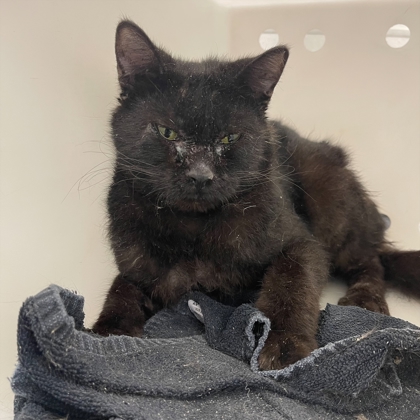 Dylan - Adoption Hold!