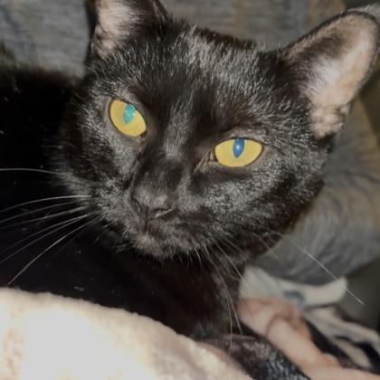 Nova