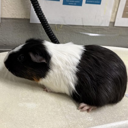 Violet - Required Pair!