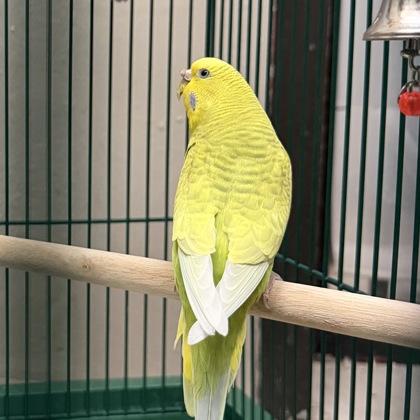 Tweetie