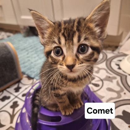 Comet