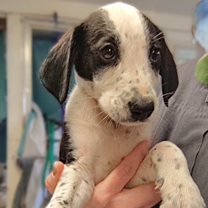 Pistachio - Available Sat. Apr. 4 @ 10am