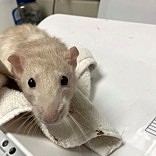 Brie-Required Couple