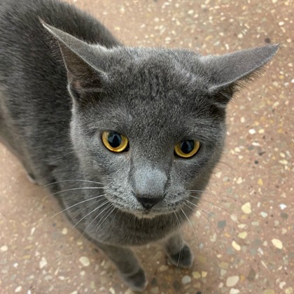 Milo