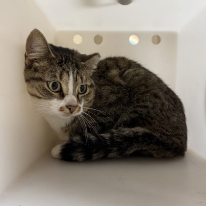 "Jolakottur"-Adoption Hold