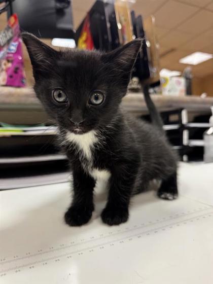 Gus