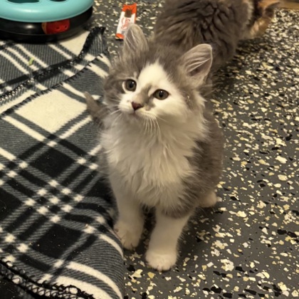 Daphne