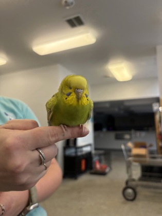 "Kiwi Pop"