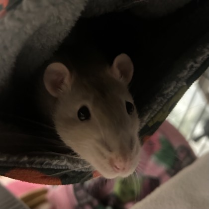 Tilly