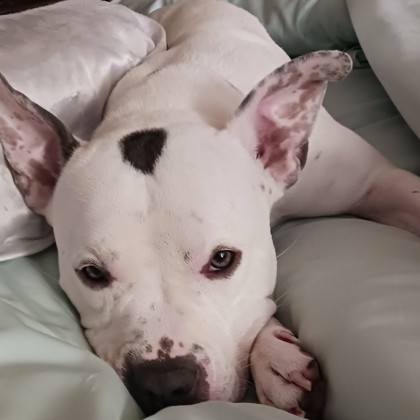 Gummy - Benchwarmer!