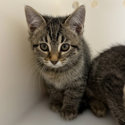 Taba Squishy