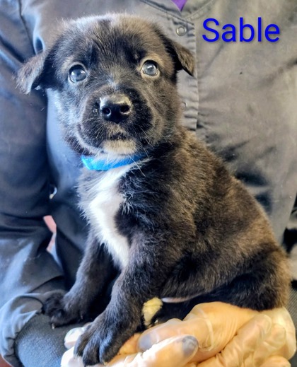 Sable