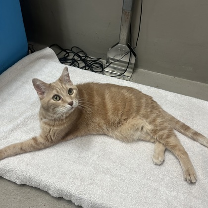 "MrTwiggens"- Adoption Hold