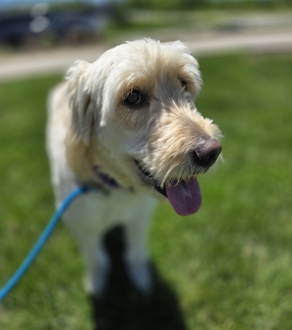 Nala