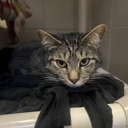 Cataclysm - REQUIRED COUPLE!