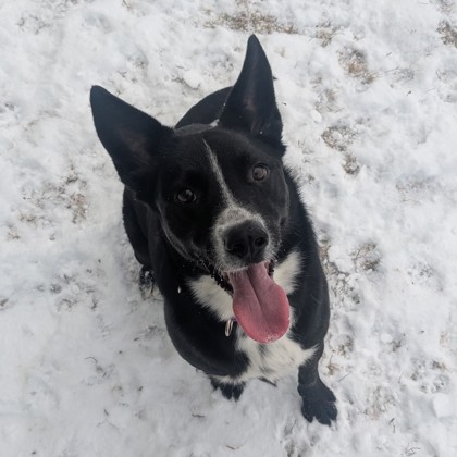 Redeye - Staff Pick!