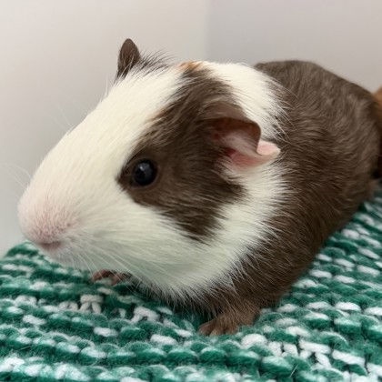 Winston- Required Pair!